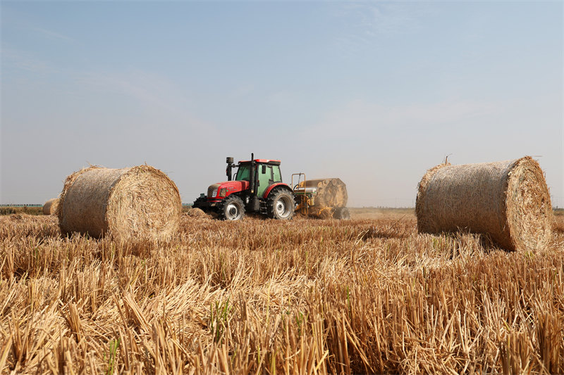 Anhui : l'utilisation de la paille renforce l'efficacité de la protection environnementale à Susong