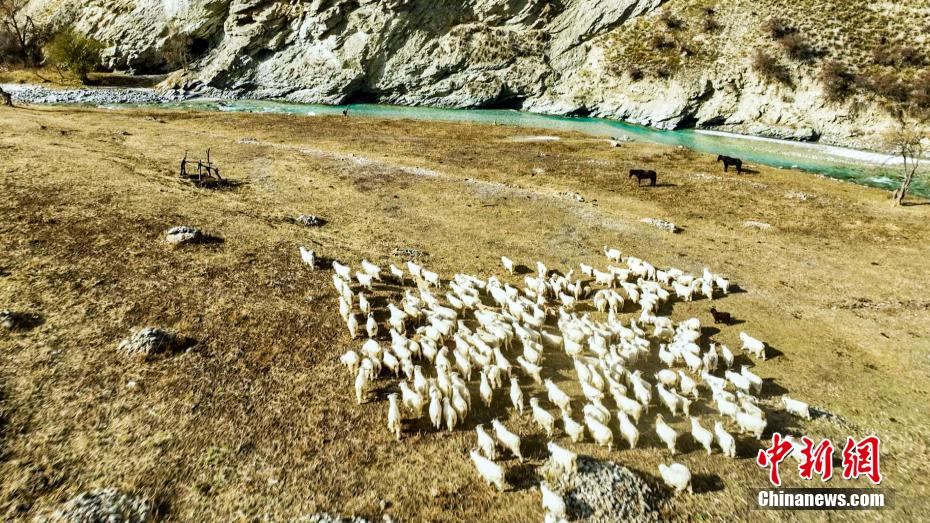 Xinjiang : Début de la transhumance hivernale du bétail dans le comté de Tekes