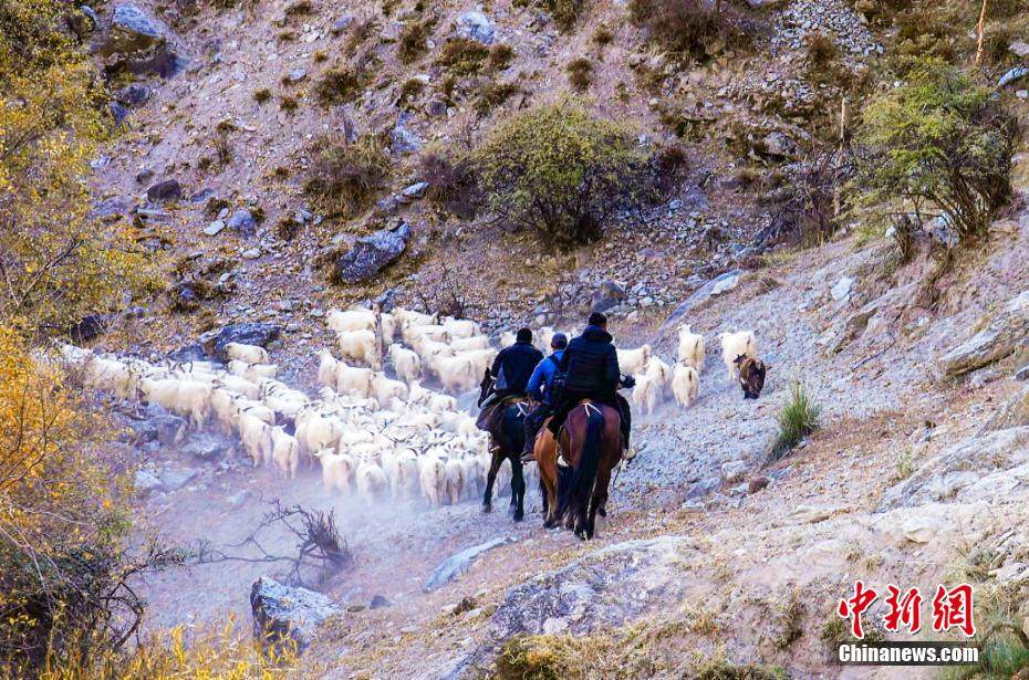 Xinjiang : Début de la transhumance hivernale du bétail dans le comté de Tekes