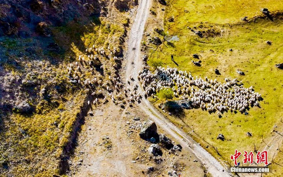 Xinjiang : Début de la transhumance hivernale du bétail dans le comté de Tekes