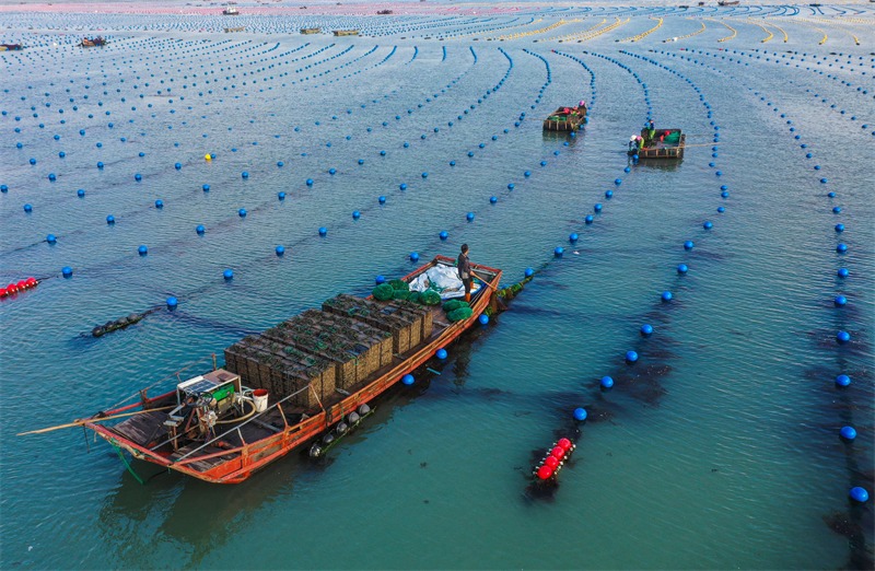 Shandong : les abalones vont au sud pour ? passer l'hiver ?