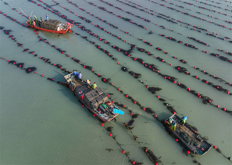 Shandong : les abalones vont au sud pour ? passer l'hiver ?