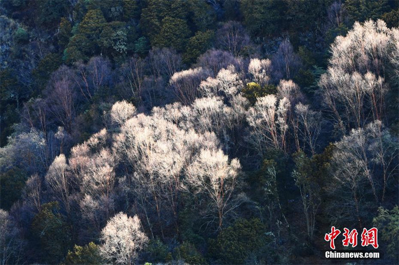 Le paysage pittoresque de la vallée de Shuangqiao du mont Siguniang, dans le Sichuan