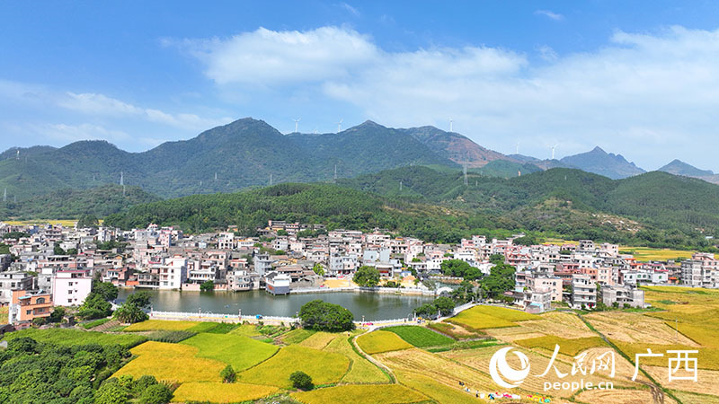 Guangxi : une récolte de riz tardif dans des champs pittoresques du comté de Xingye