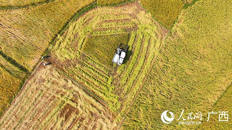 Guangxi : une récolte de riz tardif dans des champs pittoresques du comté de Xingye