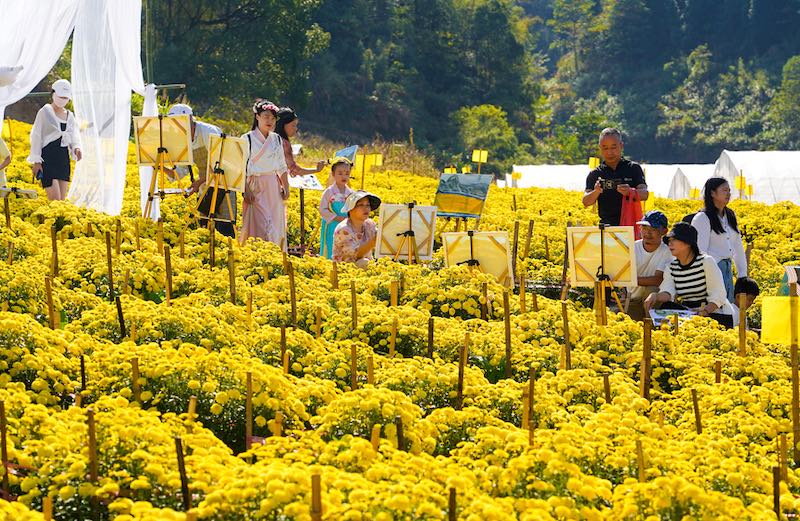 Jiangxi : les chrysanthèmes jeunes du mont Mingyue sont très populaires