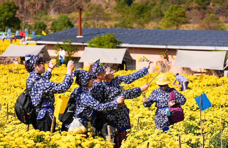 Jiangxi : les chrysanthèmes jeunes du mont Mingyue sont très populaires