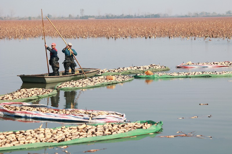 Jiangsu : la saison des récoltes des racines de lotus débute à Xinghua