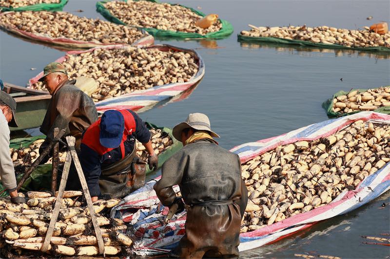 Jiangsu : la saison des récoltes des racines de lotus débute à Xinghua