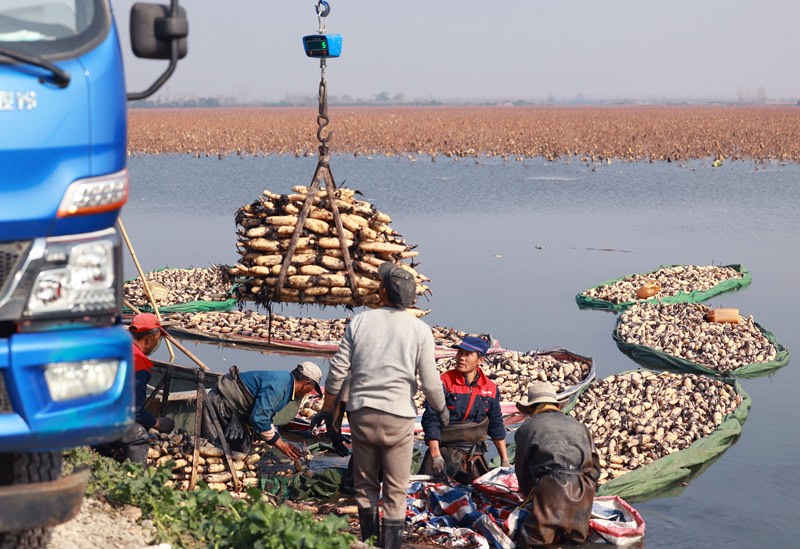 Jiangsu : la saison des récoltes des racines de lotus débute à Xinghua