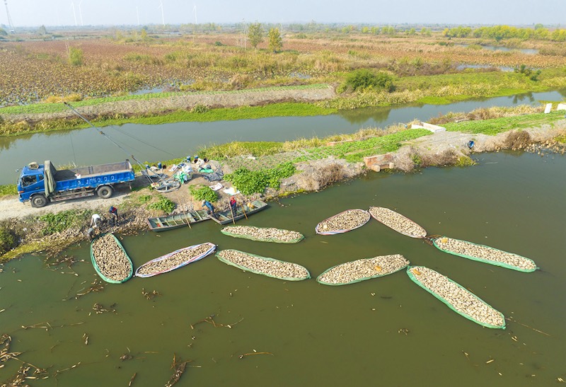 Jiangsu : la saison des récoltes des racines de lotus débute à Xinghua