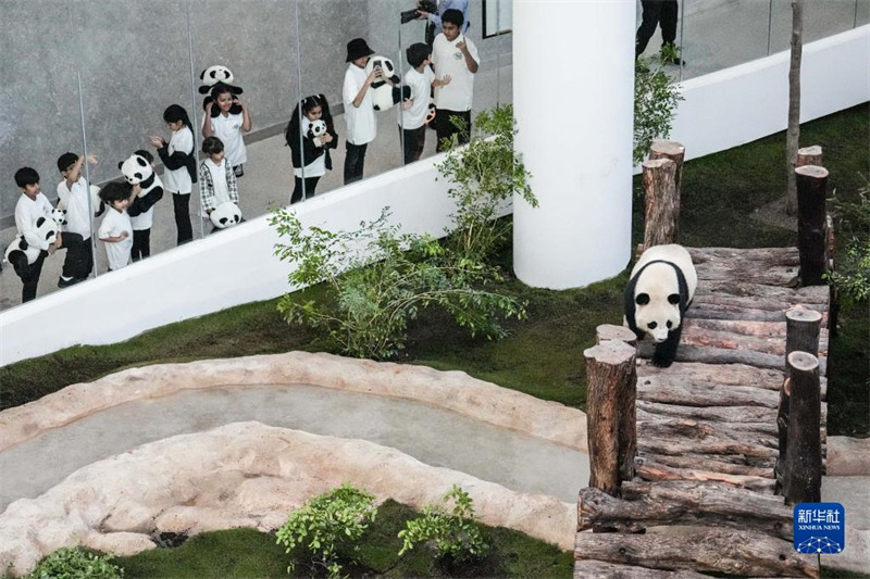 La Maison du Panda au Qatar ouvre officiellement ses portes au public