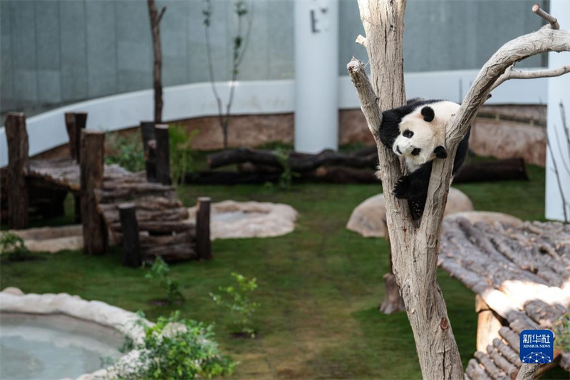 La Maison du Panda au Qatar ouvre officiellement ses portes au public