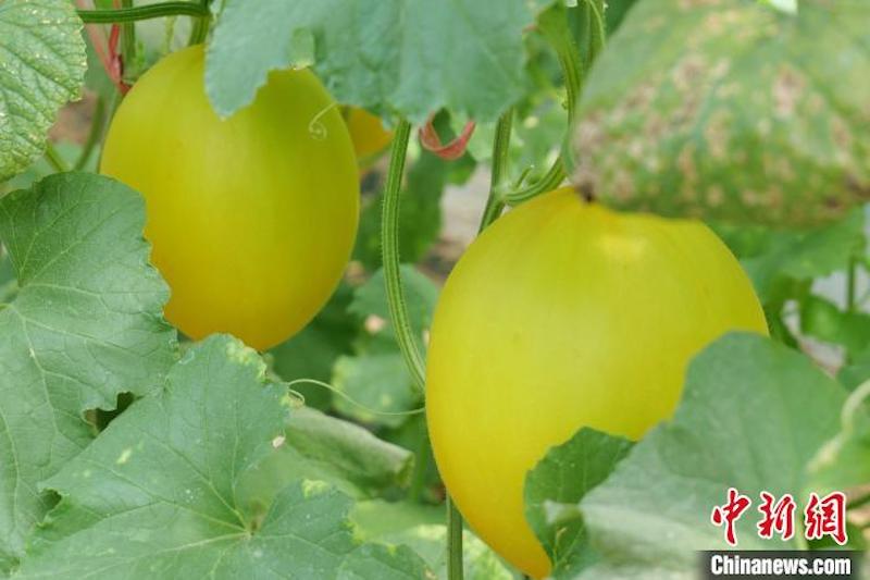 Hainan : les melons de Dongfang à trois récoltes par an arrivent sur le marché 