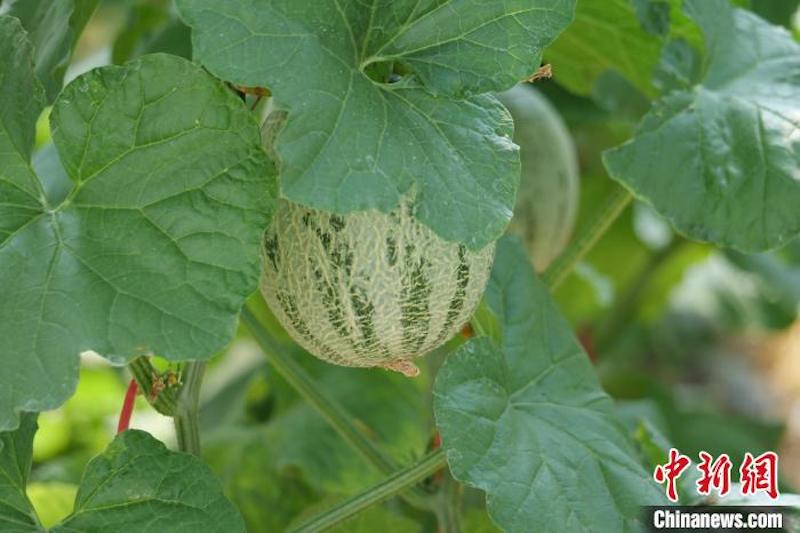 Hainan : les melons de Dongfang à trois récoltes par an arrivent sur le marché 