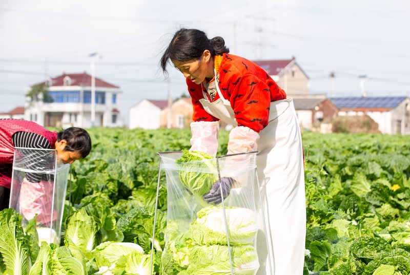 Jiangsu : la récolte des choux chinois à Hai'an