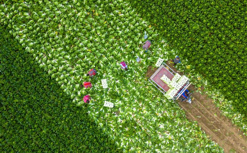 Jiangsu : la récolte des choux chinois à Hai'an