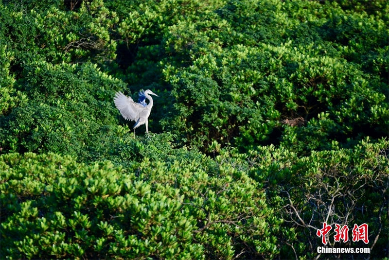 Shenzhen: une ville nourrie par les mangroves