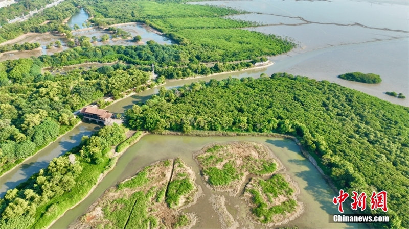 Shenzhen: une ville nourrie par les mangroves