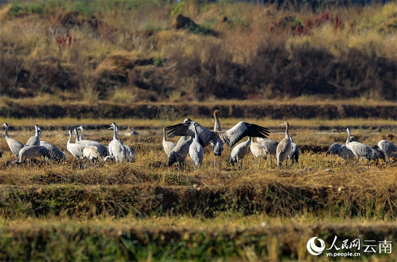 Yunnan : des volées de grues cendrées s'envolent à nouveau à Baoshan pour passer l'hiver