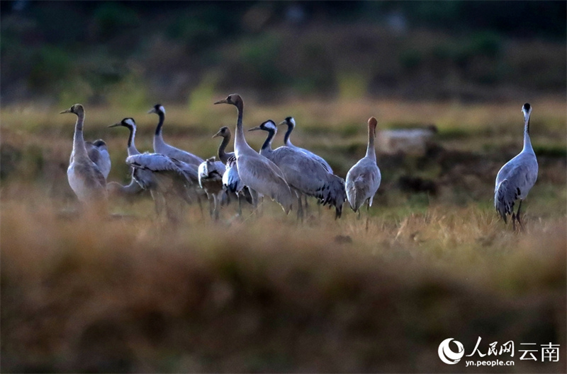 Yunnan : des volées de grues cendrées s'envolent à nouveau à Baoshan pour passer l'hiver