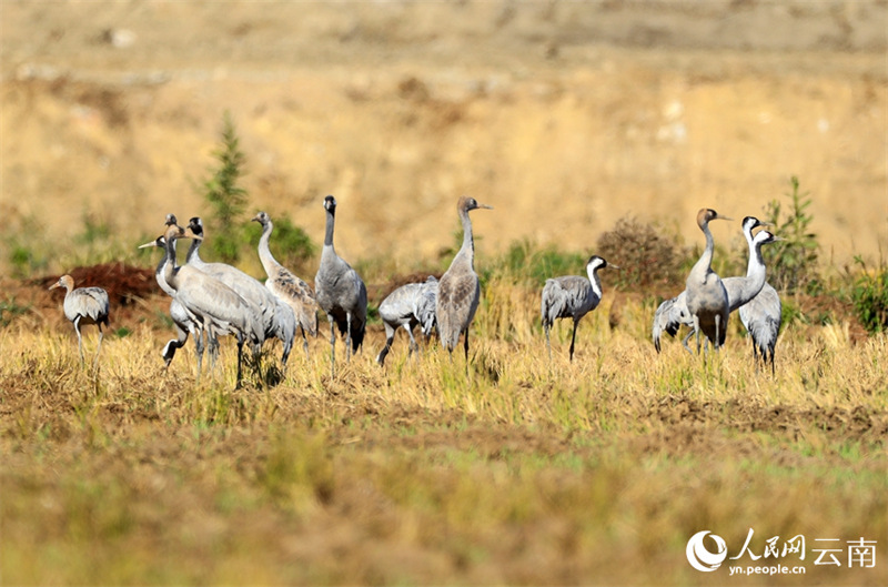 Yunnan : des volées de grues cendrées s'envolent à nouveau à Baoshan pour passer l'hiver