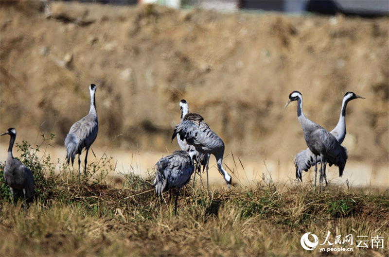 Yunnan : des volées de grues cendrées s'envolent à nouveau à Baoshan pour passer l'hiver