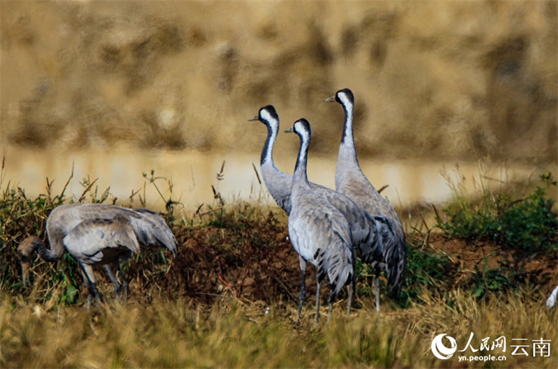 Yunnan : des volées de grues cendrées s'envolent à nouveau à Baoshan pour passer l'hiver