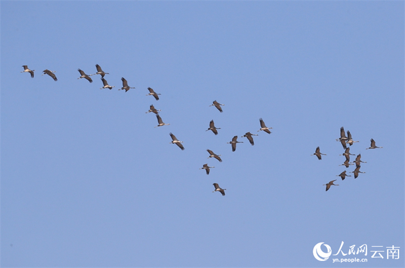 Yunnan : des volées de grues cendrées s'envolent à nouveau à Baoshan pour passer l'hiver