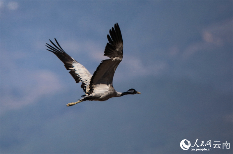 Yunnan : des volées de grues cendrées s'envolent à nouveau à Baoshan pour passer l'hiver