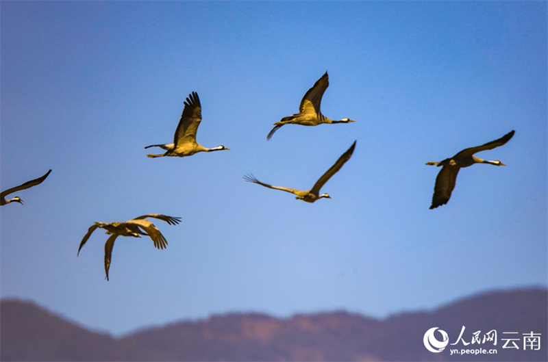 Yunnan : des volées de grues cendrées s'envolent à nouveau à Baoshan pour passer l'hiver