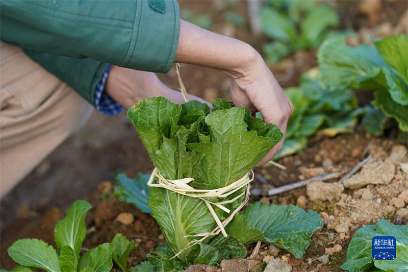 Anhui: la ? bo?te aveugle des légumes ?, recette commerciale des agriculteurs de la nouvelle génération