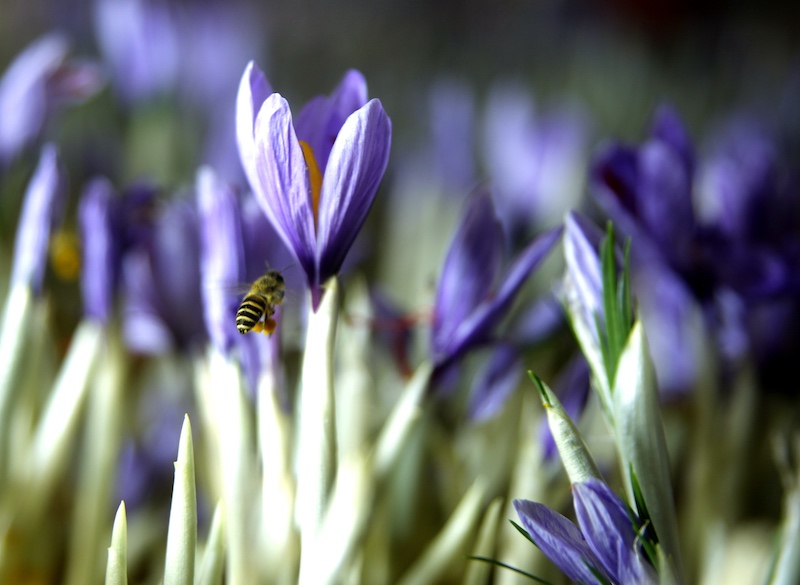 La fleur de safran devient la ? fleur de la richesse ? des campagnes du Jiangxi