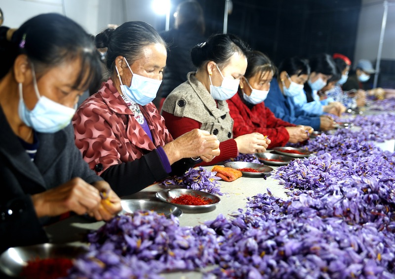 La fleur de safran devient la ? fleur de la richesse ? des campagnes du Jiangxi