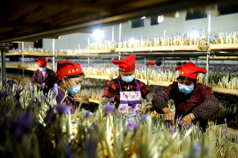 La fleur de safran devient la ? fleur de la richesse ? des campagnes du Jiangxi