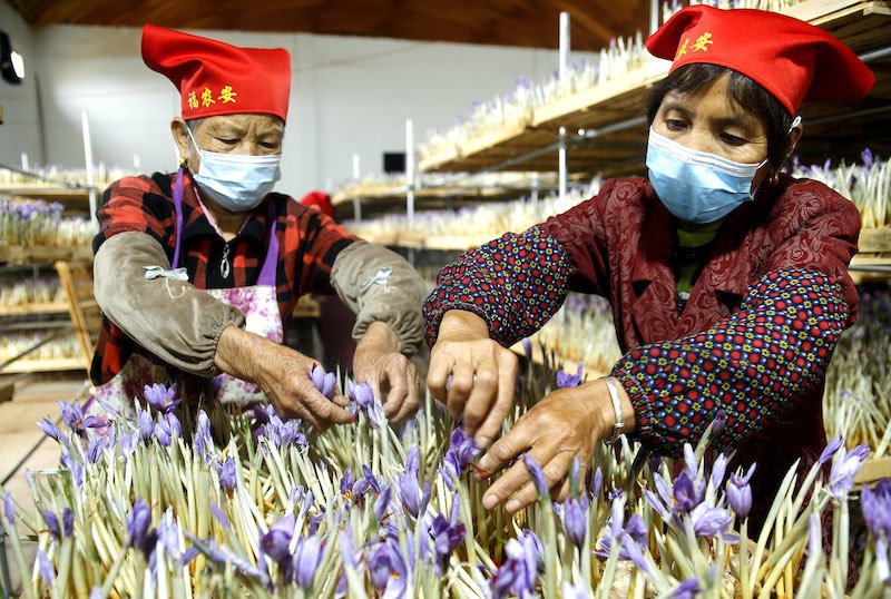 La fleur de safran devient la ? fleur de la richesse ? des campagnes du Jiangxi