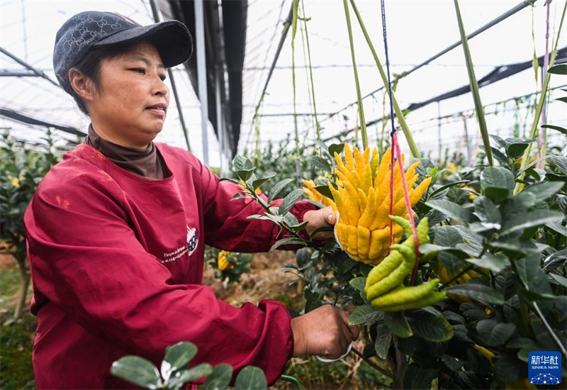 Zhejiang : le fruit de la main de Bouddha ouvre la voie à la revitalisation rurale