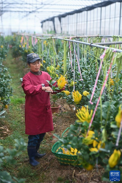 Zhejiang : le fruit de la main de Bouddha ouvre la voie à la revitalisation rurale