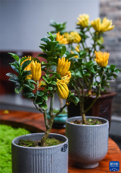 Zhejiang : le fruit de la main de Bouddha ouvre la voie à la revitalisation rurale