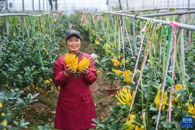 Zhejiang : le fruit de la main de Bouddha ouvre la voie à la revitalisation rurale