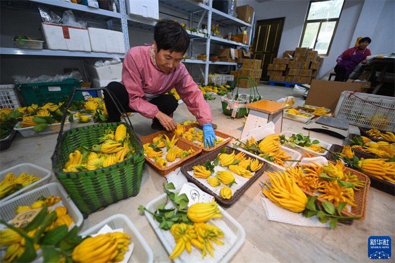 Zhejiang : le fruit de la main de Bouddha ouvre la voie à la revitalisation rurale