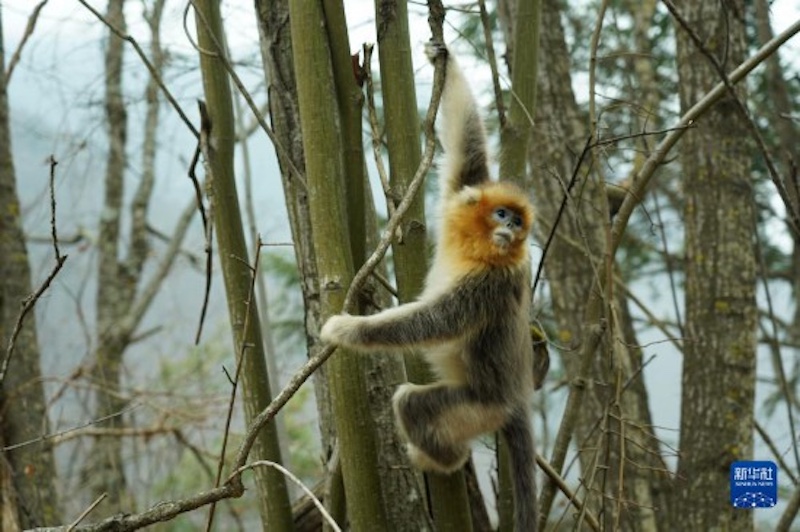 Sichuan : approchons-nous de l'habitat des singes au nez doré du Sichuan