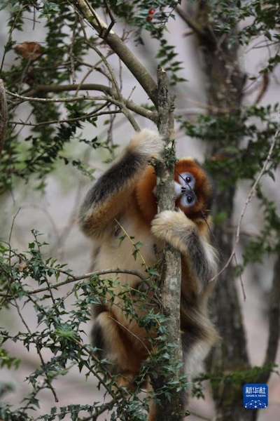 Sichuan : approchons-nous de l'habitat des singes au nez doré du Sichuan