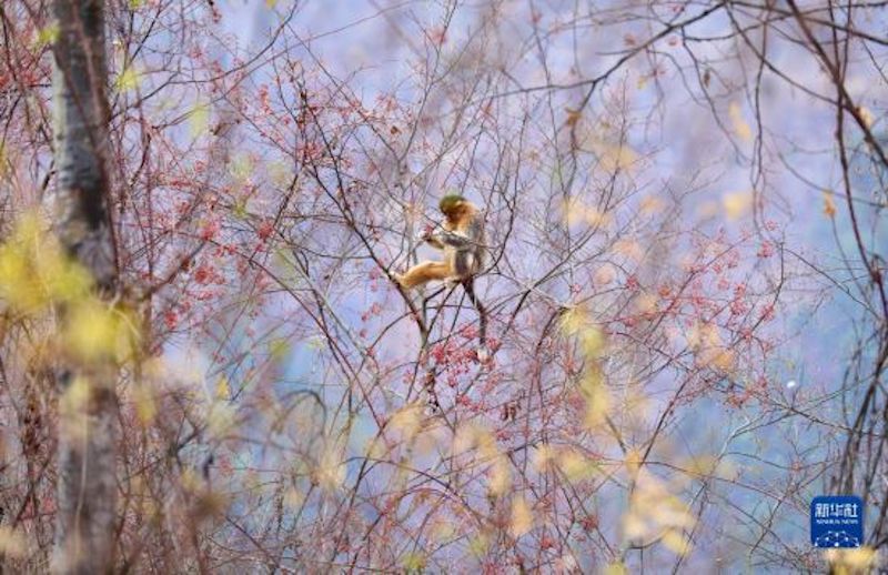 Sichuan : approchons-nous de l'habitat des singes au nez doré du Sichuan