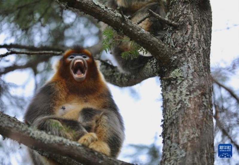 Sichuan : approchons-nous de l'habitat des singes au nez doré du Sichuan