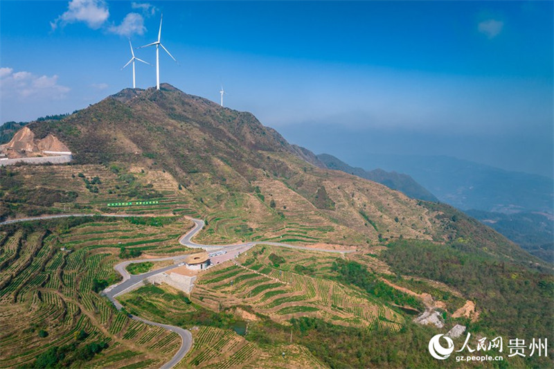 Guizhou : le comté de Pu'an fait progresser la revitalisation rurale par la plantation de théiers blancs