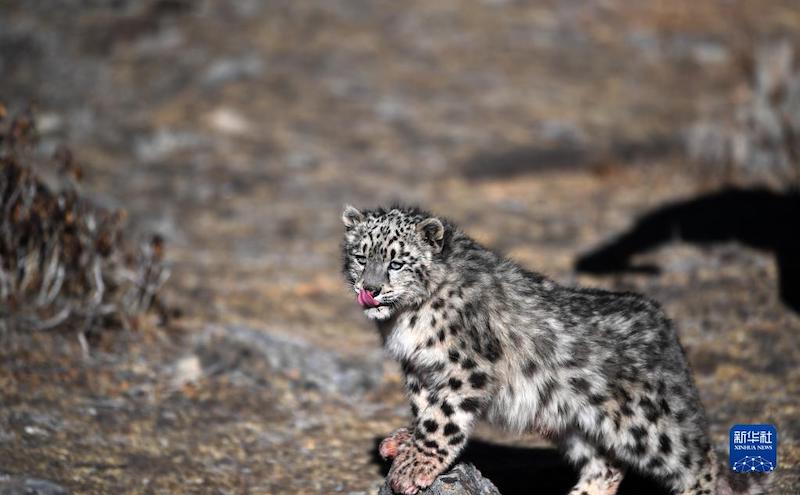 Tibet : un léopard des neiges relaché dans la nature