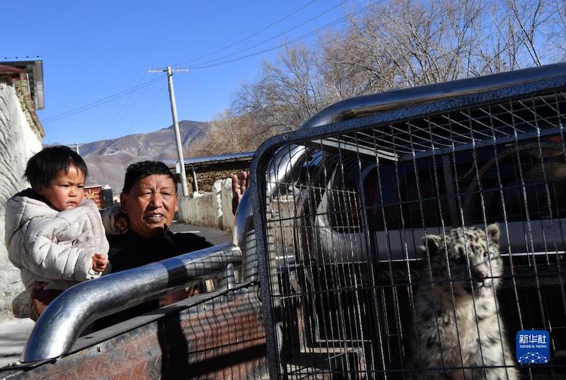 Tibet : un léopard des neiges relaché dans la nature