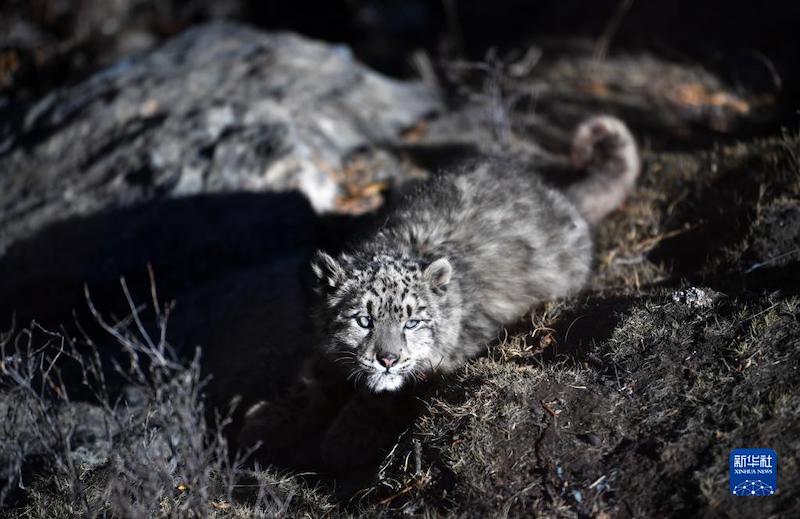 Tibet : un léopard des neiges relaché dans la nature