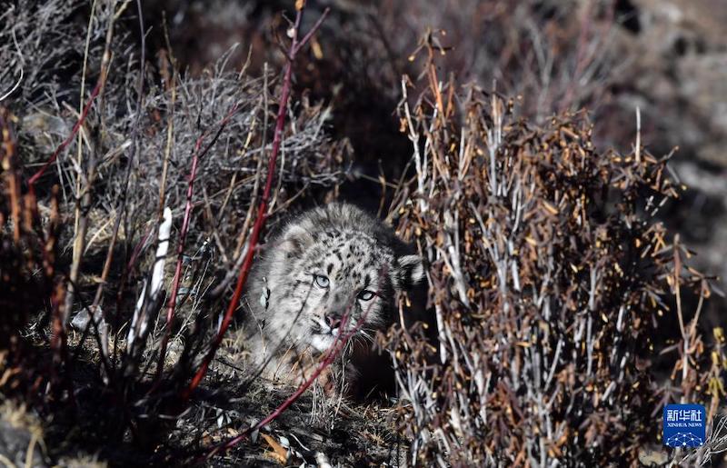 Tibet : un léopard des neiges relaché dans la nature